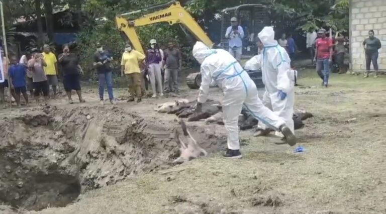 Cegah Virus ASF Meluas, Pengiriman Ternak Babi Dari Jayapura Dihentikan